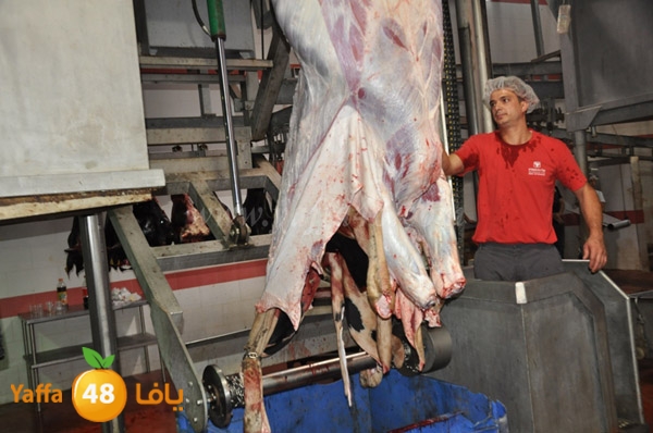 Jam3iya la7m3n (9).JPG